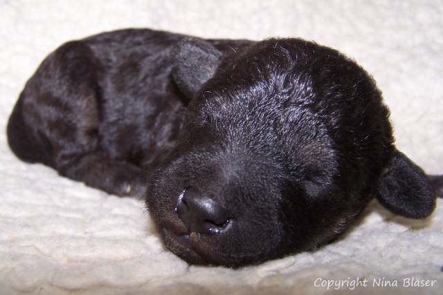 Arc-en-ciel Arlequin 20.01 (9).JPG